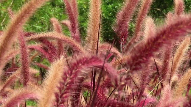 Eco-conscious imagery, Ornamental grass Crimson fountain grass (Pennisetum setaceum)