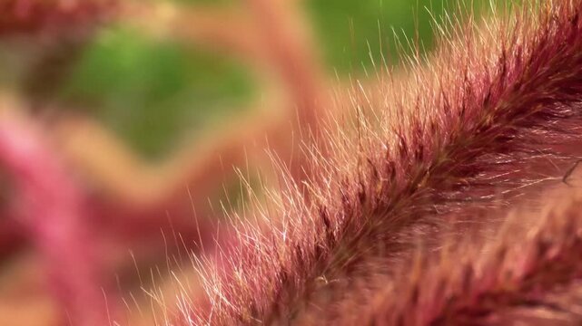 Eco-conscious imagery, Ornamental grass Crimson fountain grass (Pennisetum setaceum)