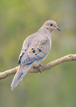 Close-up rear view of a wild mourning dove (Zenaida macroura) perched on a branch with blurred green background, Celery Fields, Sarasota, Florida, USA