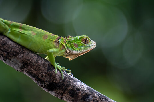 Close-up side view of a green Iguana on a tree branch in front of a green background, Indonesia