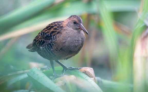 Close-up of a Lewin's rail (Lewinia pectoralis) standing amongst dense wetland vegetation, Victoria, Australia