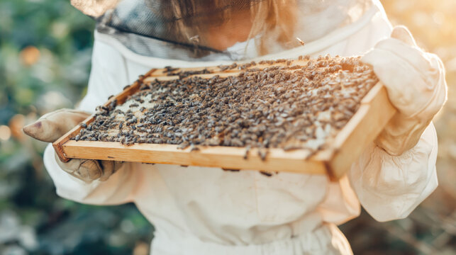Beekeeper Inspecting Honeycomb Frame Covered with Bees in Golden Light