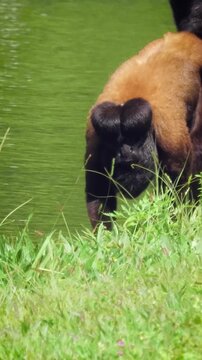 Endangered species: one Uta Hick's bearded saki (Chiropotes utahicki) walks purposefully along the edge of a lake