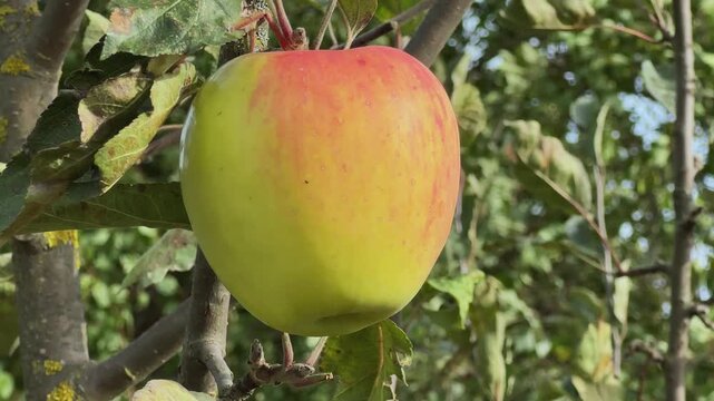Yellow apple on the branch in sunny windy day