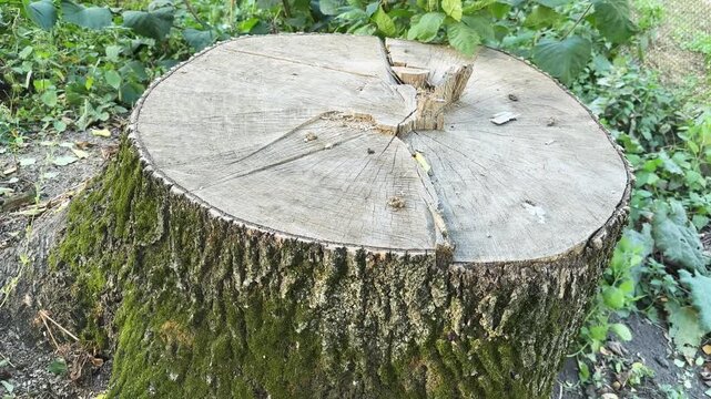Stump of old deciduous tree in overcast windy day