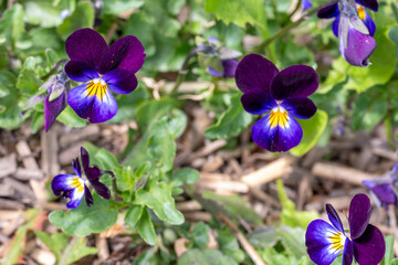 Fleurs de pensées en gros plan © Pascal STINFLIN