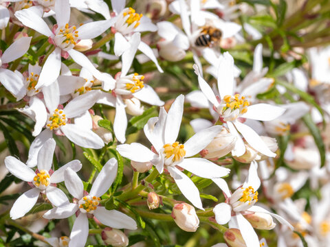 fleurs d'oranger du Mexique en gros plan