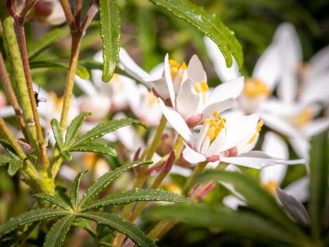 Tr&egrave;s gros plan d'une fleur d'un oranger du Mexique