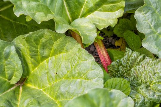 Pieds et feuilles de rhubarbe