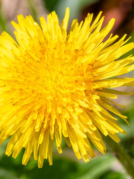 Fleur de pissenlits en tr&egrave;s gros plan