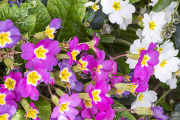 Fleurs de jardin colorées en gros plan © Pascal STINFLIN