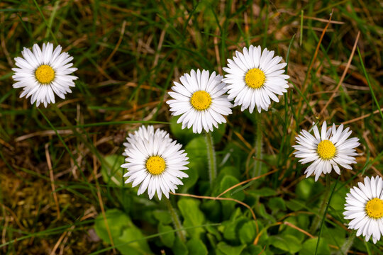 Macro jardin ensemble de paquerettes