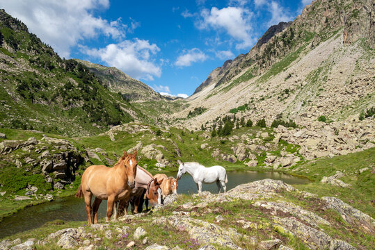 Four horses grazing in an alpine landscape near Lake Rius, Alto Aran, Aran Valley, Lerida, Catalonia, Spain