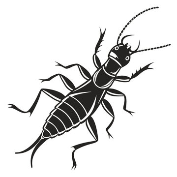 vector illustration of a black beetle