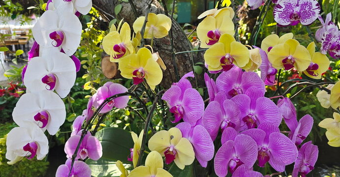 Phalaenopsis orchids have white, pink, yellow petals.  Petals are flat and arranged like butterfly wings. The leaves are thick and succulent. The flowers are long-lasting, blooming for several months.