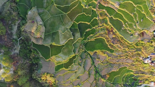 Drone shot of lush green rice terraces in the countryside around Sagada, Philippines. The landscape features intricate patterns of paddies and vibrant vegetation.
