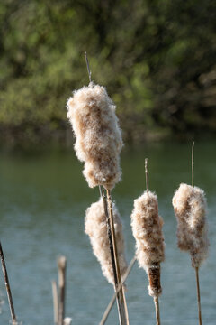 Typha latifolia, commonly known as cattails, bulrush, or reedmace.&nbsp;