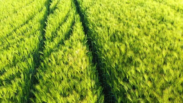 Lush green barley field with visible tractor tracks, captured in Normandy during early summer. Vibrant agricultural landscape under natural sunlight.