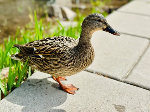 Close-up side view of a female mallard duck standing on paving stones by a lake
