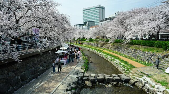 Cherry Blossom Timelapse at Mugeocheon Stream with Busy Market and Walking Crowd, Ulsan South Korea	