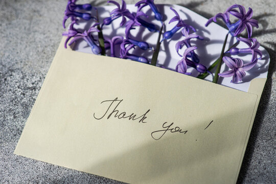 Close-up overhead view of Blue hyacinth flowers sticking out of an open envelope with the words Thank you