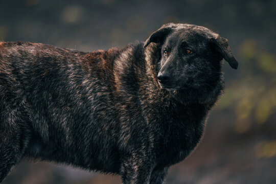 Stray dog portrait in La Palma, Canary Islands nature