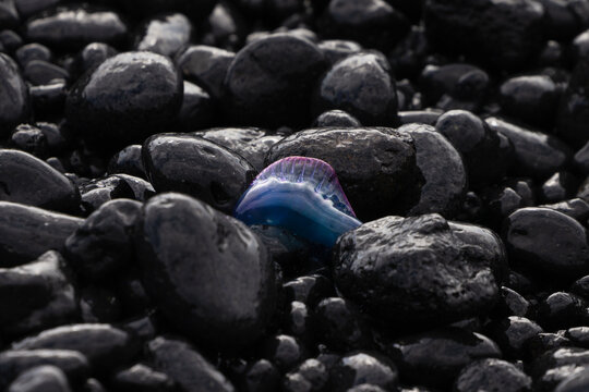 Portuguese man o' war on black pebble beach, La Palma