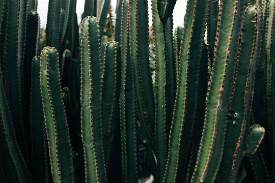 Tall cactus stems forming a dense green pattern in La Palma