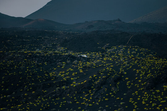 Car in volcanic lava field with wildflowers on La Palma, Spain