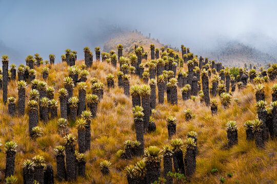 Frailejones in the paramo near Nevado del Ruiz Volcano