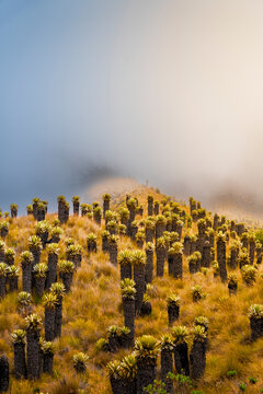 Frailejon plants in Colombia's paramo ecosystem