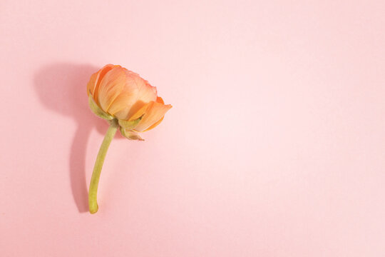 Soft pink background with an orange flower close-up