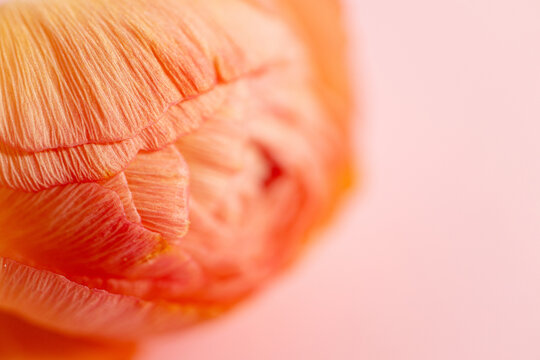 Macro view of soft-toned orange flower petal