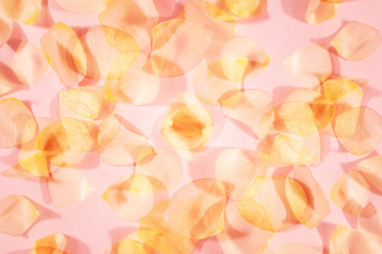 Soft hues of floral petals on pink background