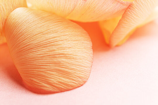Macro image of delicate flower petals in soft tones