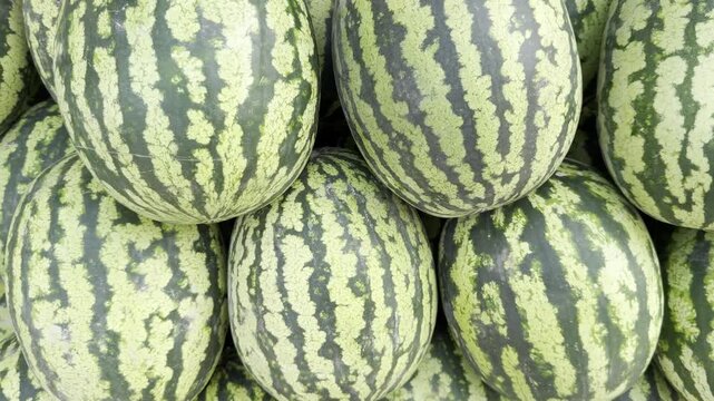 Full frame view of large ripe striped watermelons piled at a local fruit market