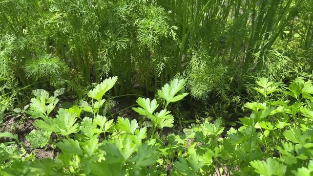 Young dill and parsley on field, bottom view close-up