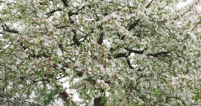 Malus domestica |  Apple tree - Orchard tree - Domestic apple tree. Magnificent spring flowering of red buds emerging in abundant white and pink flowers in very tight clusters