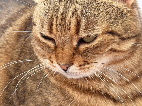 Full frame close-up of a brown tabby cat