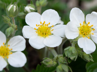 Fototapeta premium Blossoming White Strawberry Flowers with Green Leaves. Close-up of Strawberry Plant in Natural Sunlight - Spring Bloom and Fruit Production Concept.
