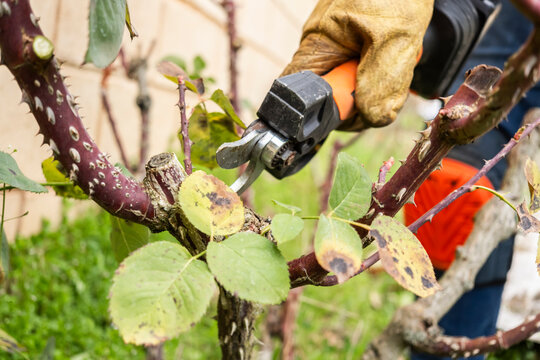 Man pruning rose bush branches with secateurs in garden