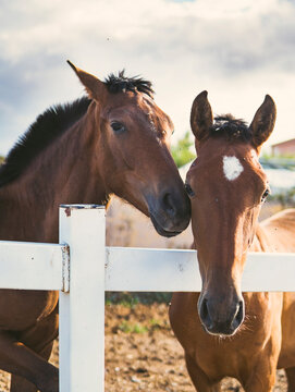 Two bay horses standing by a white fence in pasture