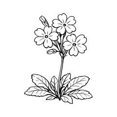 Fototapeta premium PNG Delicate floral line art illustration.