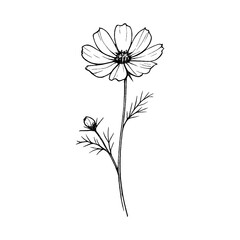 Fototapeta premium PNG Minimalist flower line art
