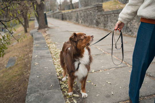 Woman walking Australian shepherd in rainy foggy park