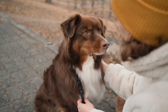 Woman petting Australian shepherd on park path in autumn