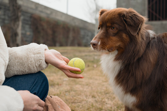 Woman training an Australian Shepherd with tennis ball