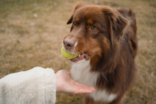 Woman training Australian Shepherd with ball in park
