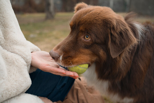 Woman training Australian Shepherd with ball in hand outdoors