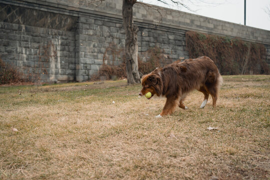 Australian Shepherd fetch training with tennis ball outdoors